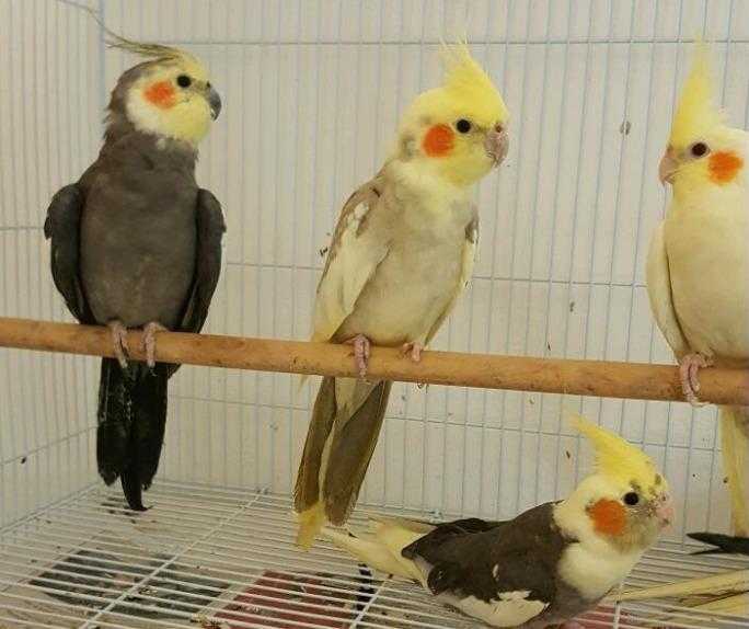 HIGH amp STRONG QUALITY Cockatiels 3540 EACH For Sale