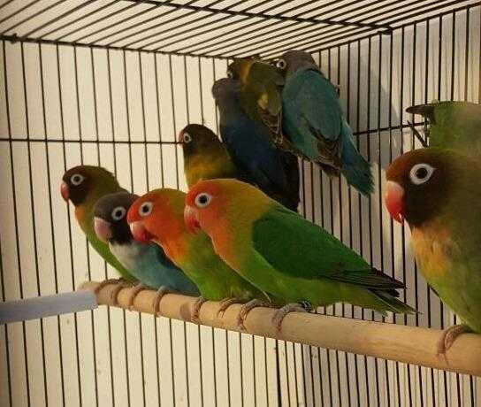 HIGH amp STRONG QUALITY Fischer amp Masked Lovebirds 30 EACH For Sale