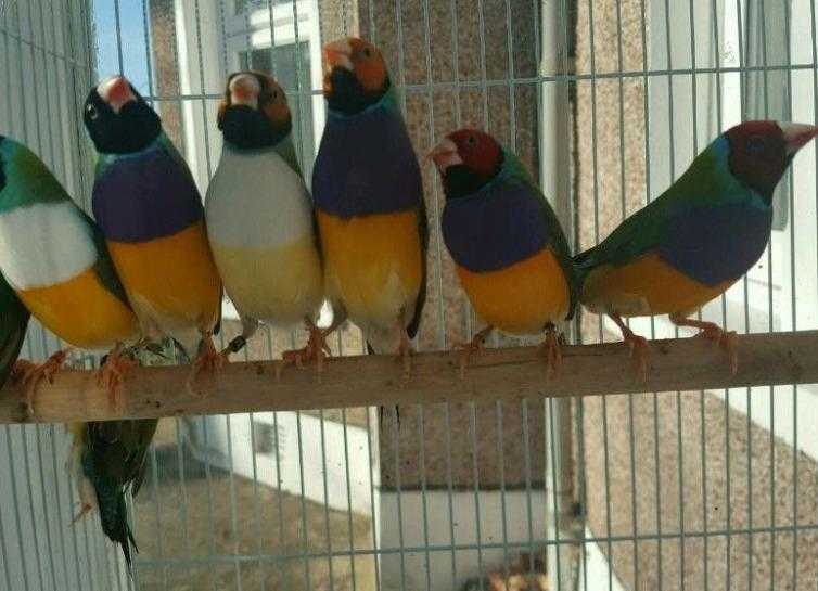 HIGH amp STRONG QUALITY Rainbow Gouldian Finch Birds 40 EACH For Sale  Cages From 20