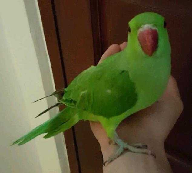 HIGH amp STRONG QUALITY Tame Baby Indian Ringneck Parrots 130 EACH For Sale  Cages From 30