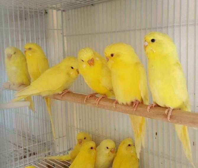 HIGH amp STRONG QUALITY White amp Yellow Budgies 20 EACH For Sale