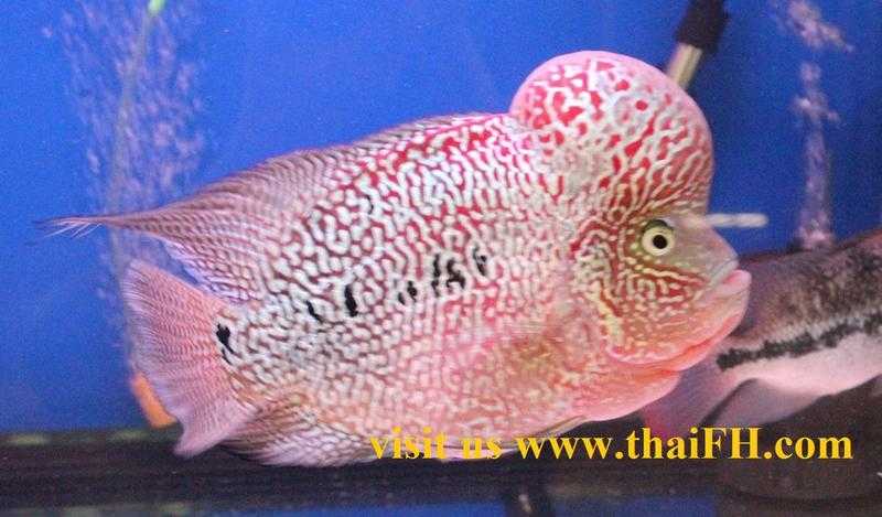 High quality SRD Kingkamfa flowerhorn fish (Louhan) for sale all UK