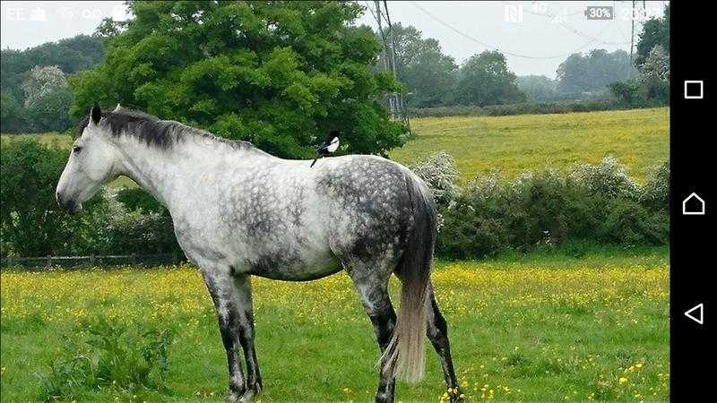 Holstein mare for sale