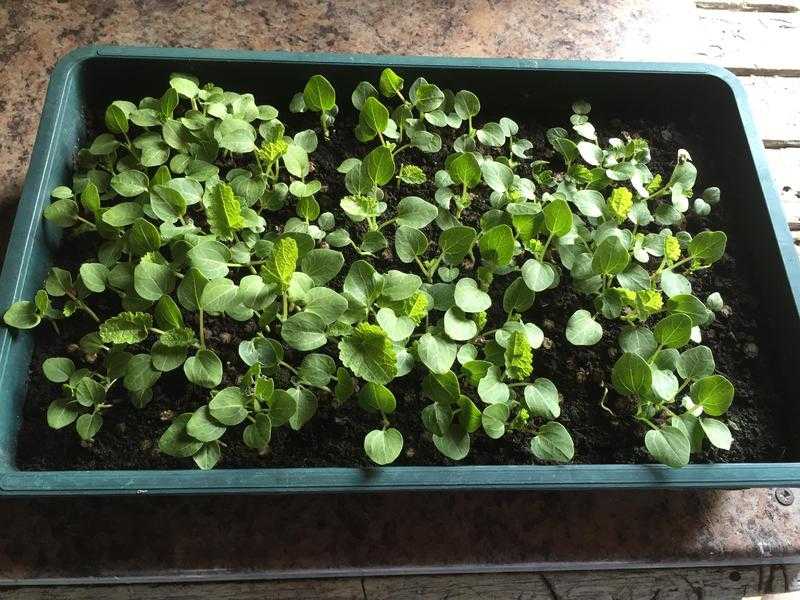 Holyhock seedlings around 100 which germinated about a couple of weeks ago,...amazing