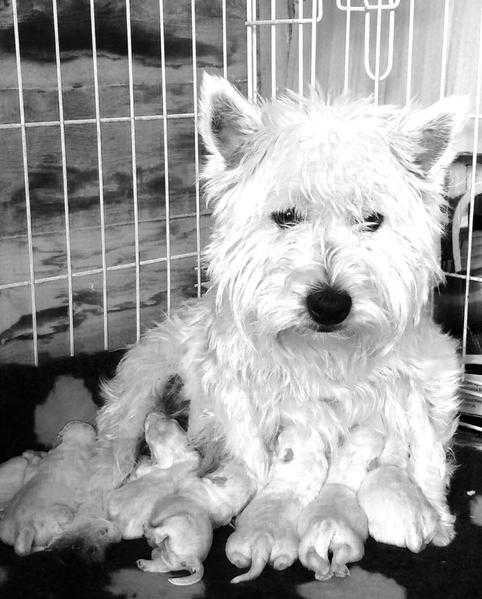 Home BredReared West Highland Terrier Puppies