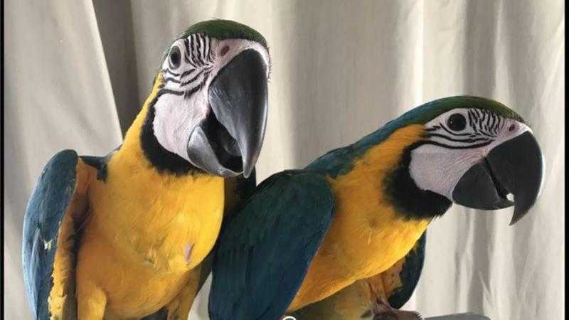Home raised and very friendly blue and gold macaw parrots for adoption
