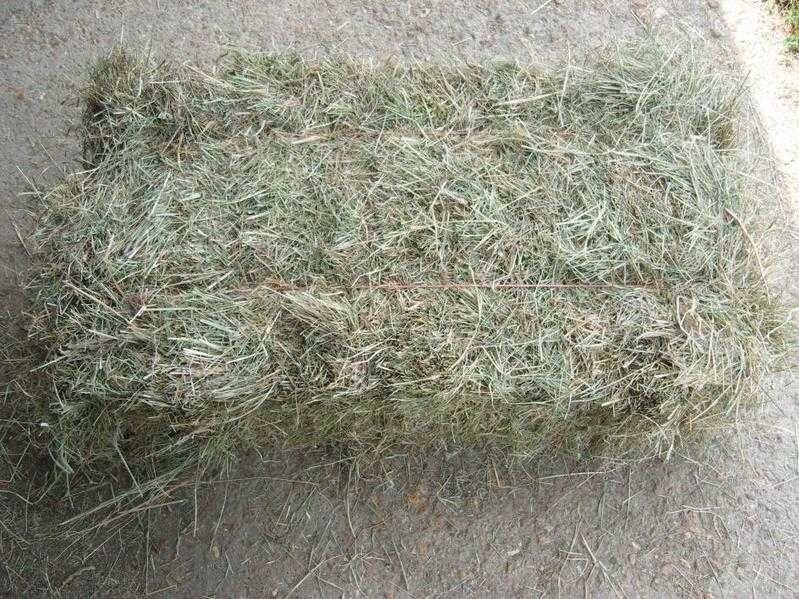 Horse Hay