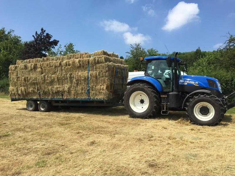 Horse Hay