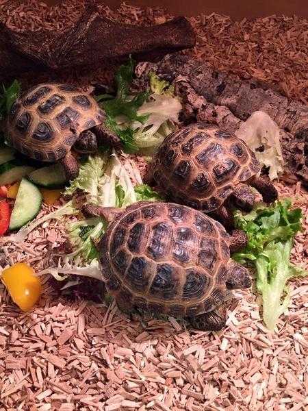 horsefield and hermanns tortoise for sale