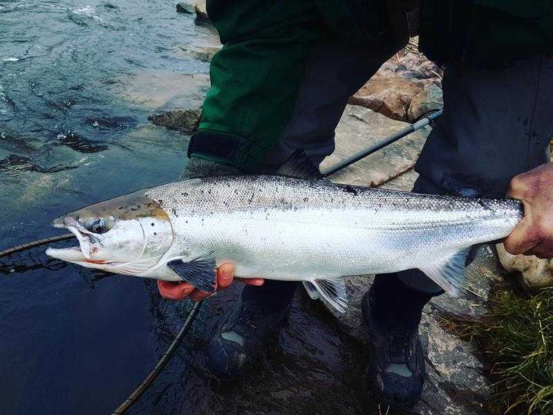 Hosted salmon fishing trip in Scotland May 2018
