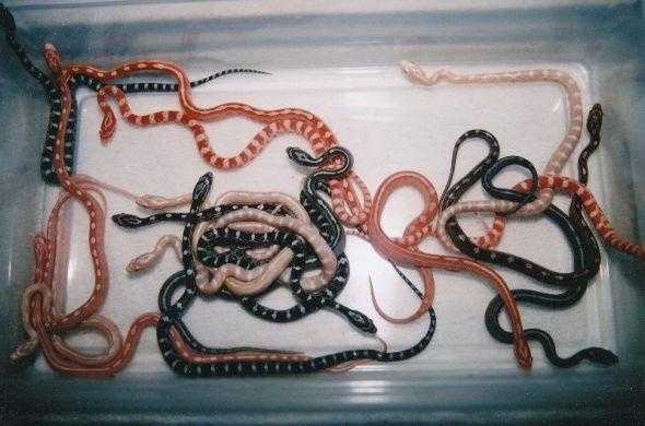 HUGE sale on all Corn Snakes