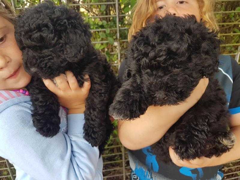 Hungarian puli puppies