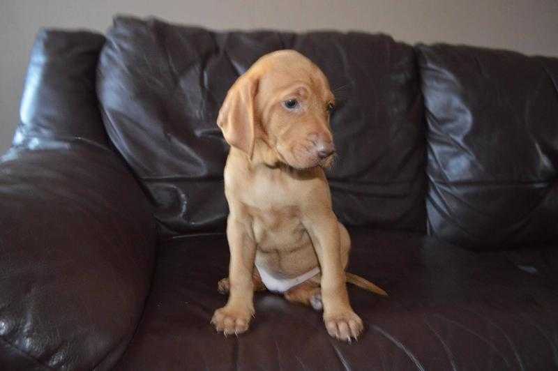 Hungarian Vizsla puppies are ready for their new home