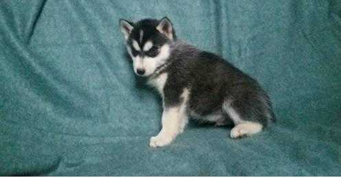 husky puppy for rehome