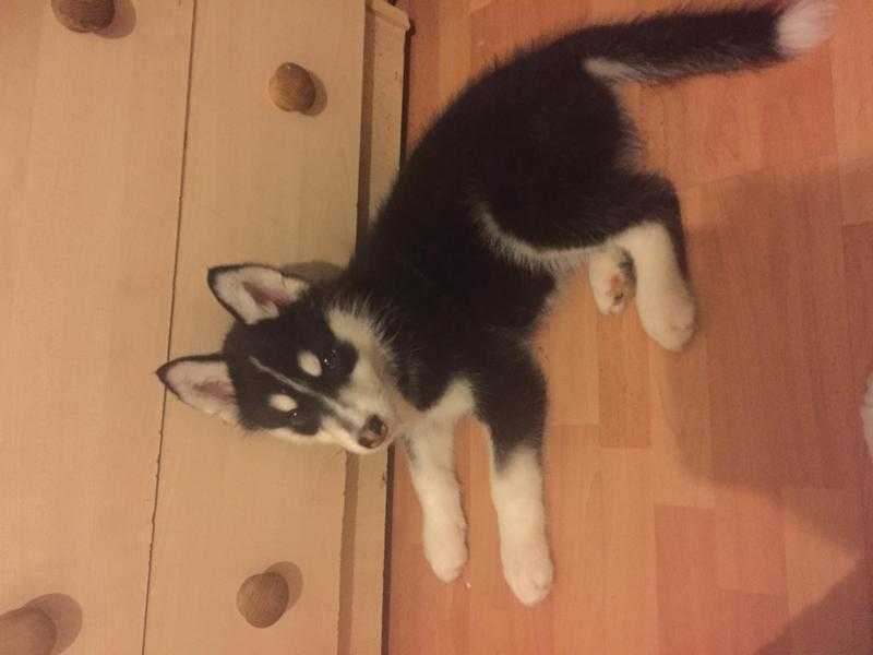 Husky puppy for sale 9 weeks old male