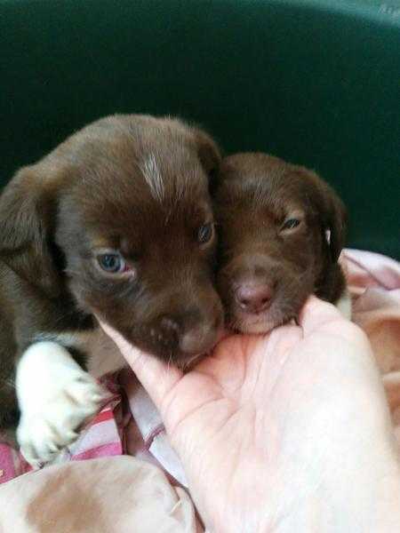 Husky x Springer Spaniel pups