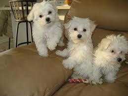 I have Gramps Millie Caring and Intelligent Maltese Puppies Trevor, aka, Theodore Terazina