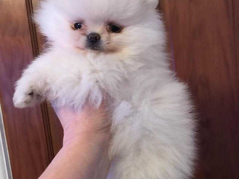 Ice White Tiny Pomeranian Female