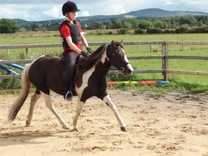 Ideal 1st or 2nd Pony