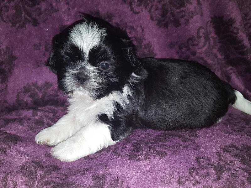 Imperial karashishi shi-tzu puppys