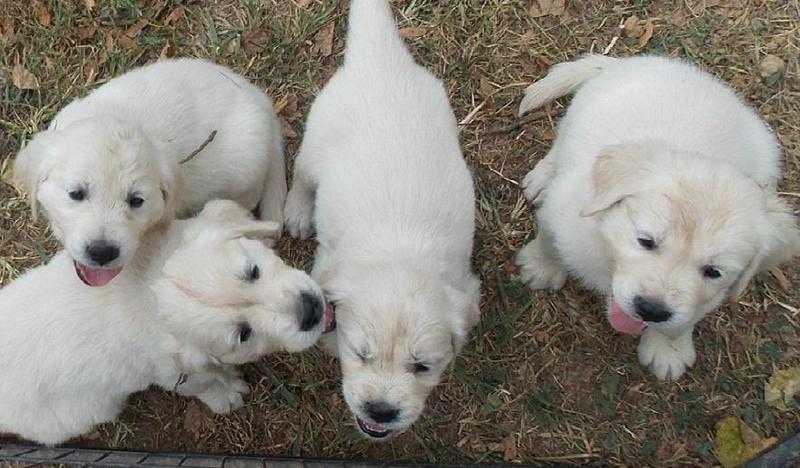 Incredible 11 weeks old Golden retriever puppies for sale