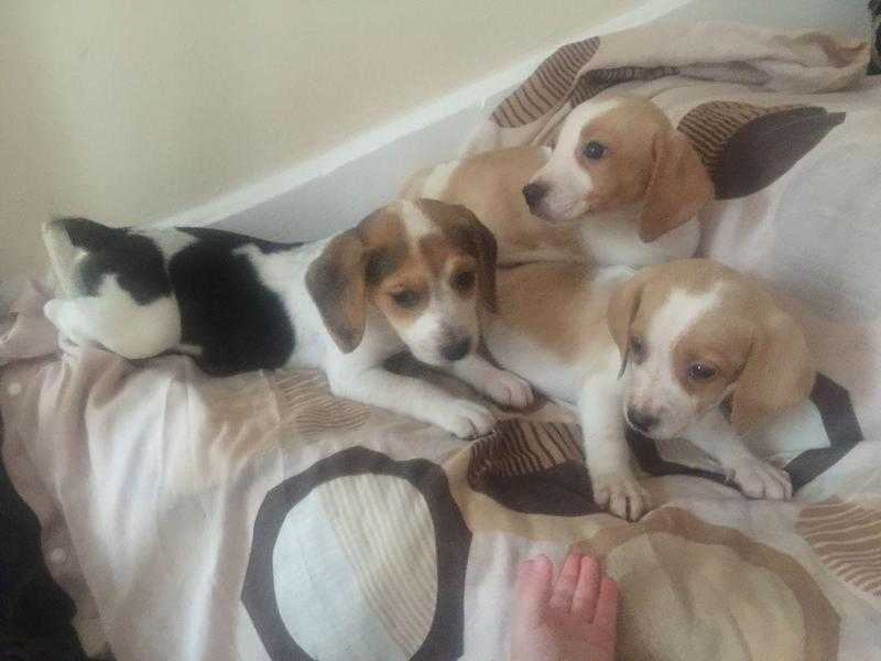 Incredible Beagle Puppies available