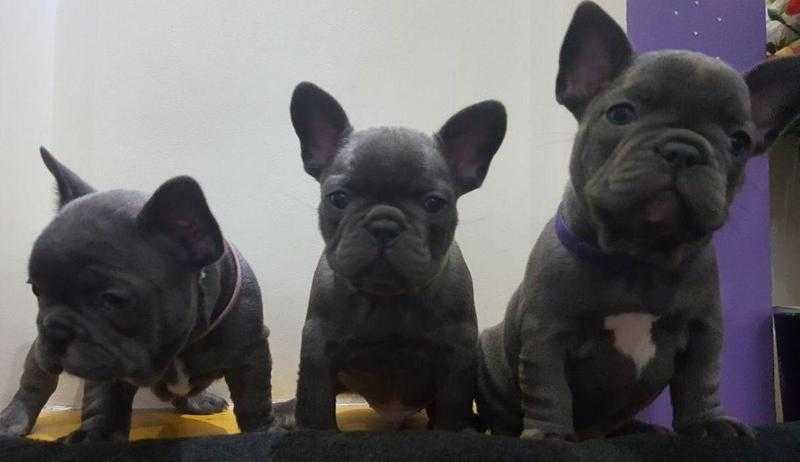 Incredible Champions Pedigree Solid Blue Puppies for Sale
