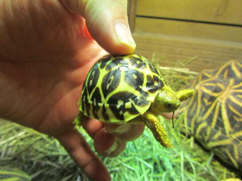 Indian star tortoise