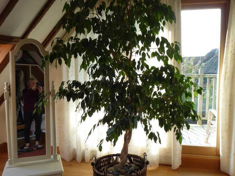 INDOOR FIG TREE FOR OFFICE OR HOME