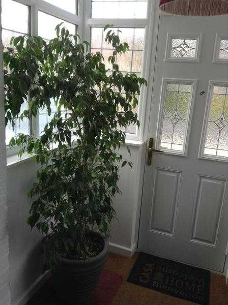 Indoor ornametal weeping fig tree