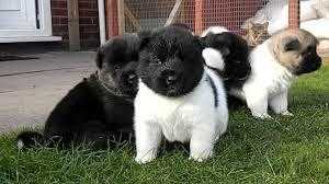 Intelligent super show quality Character Akita puppies well bred male and female