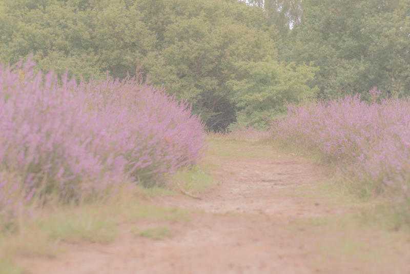 Introduction to Mindfulness (in Abingdon and Faringdon)