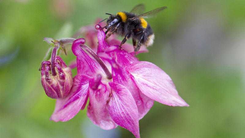 Invertebrate Walk