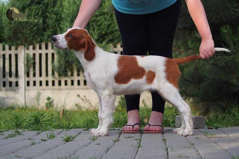 Irish Red and White Setter Puppy