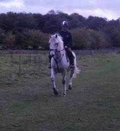 Irish Sports Horse