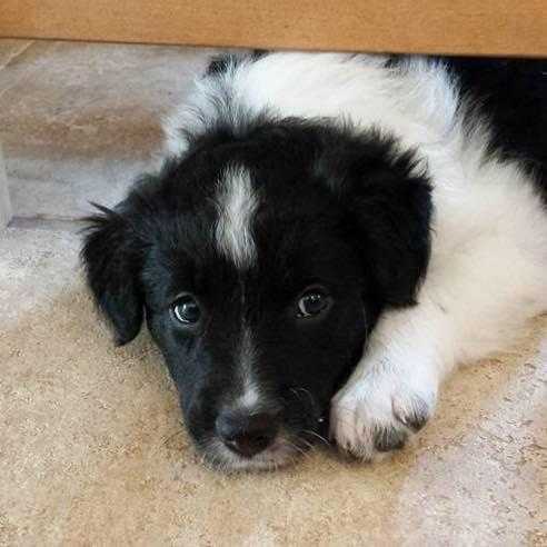 ISDS reg. Border Collie Pups for Sale