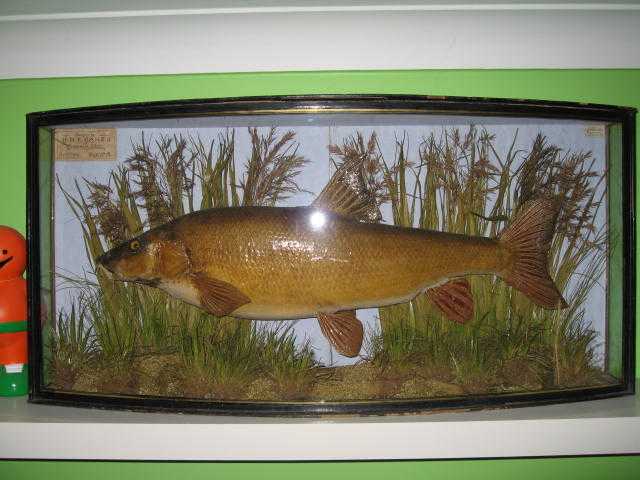 J COOPER TAXIDERMY FISH ,TROUT,BARBEL,ROACH,PIKE,PERCH,RUDD,EEL,GRAYLING