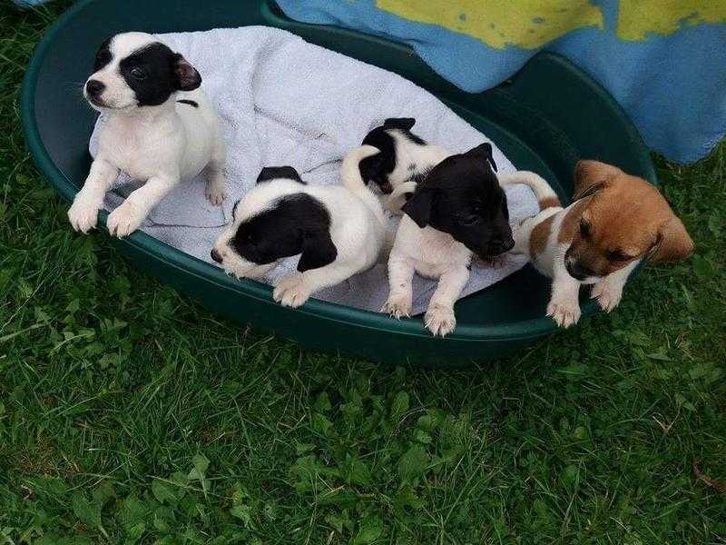 Jack Russel puppys