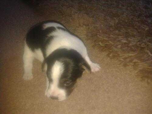 jack russel x cairn terrier for sale