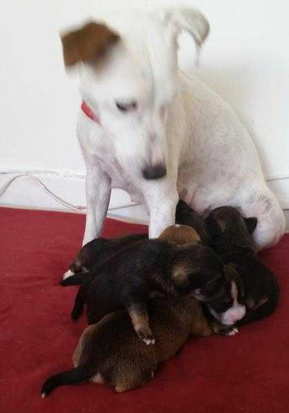 Jack russell cross miniature schnauzer puppys