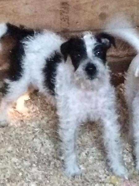 Jack Russell dog pup