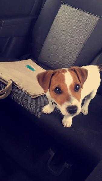 Jack Russell Male Puppy