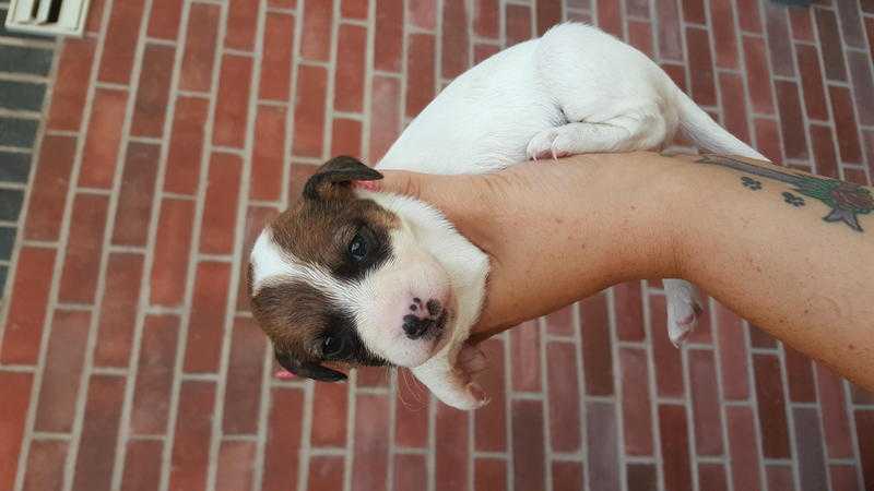 Jack Russell puppies