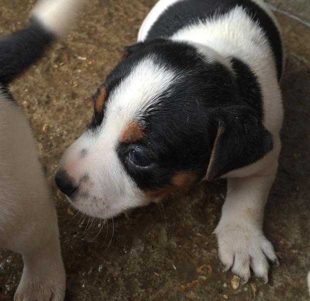 Jack Russell puppies