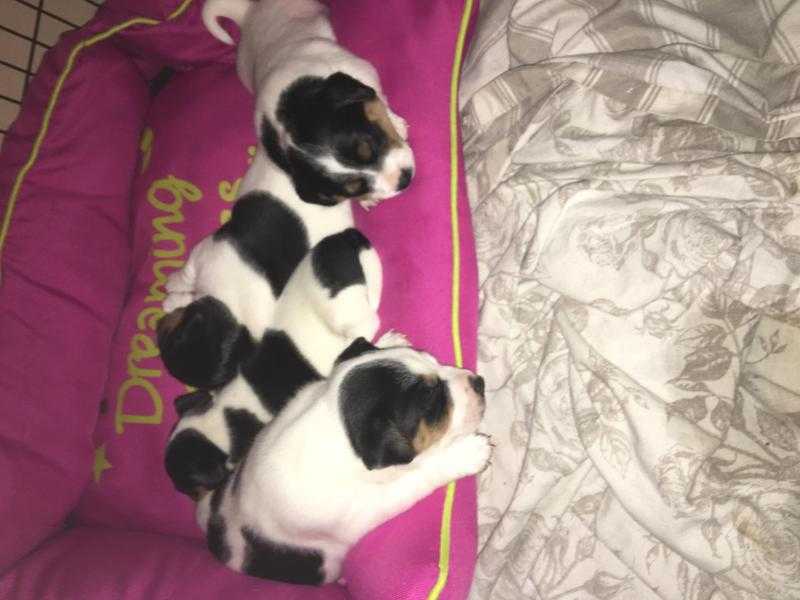 Jack Russell puppies