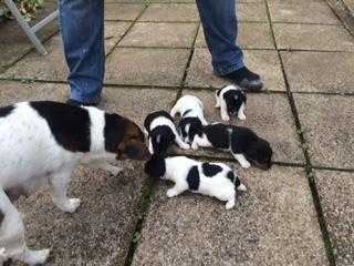 Jack Russell puppies