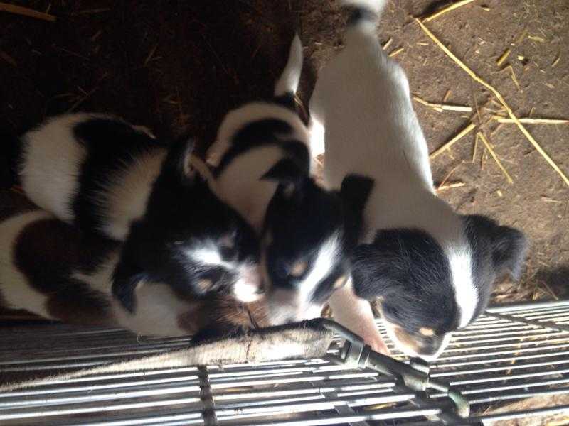 Jack Russell puppies