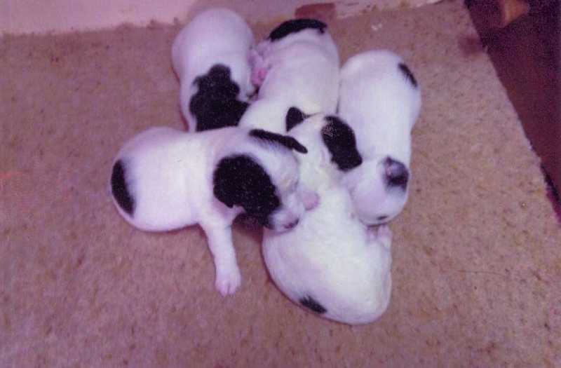 Jack Russell Puppies