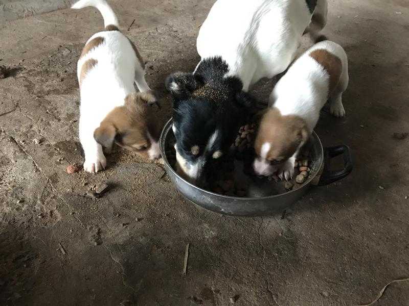 Jack russell puppies