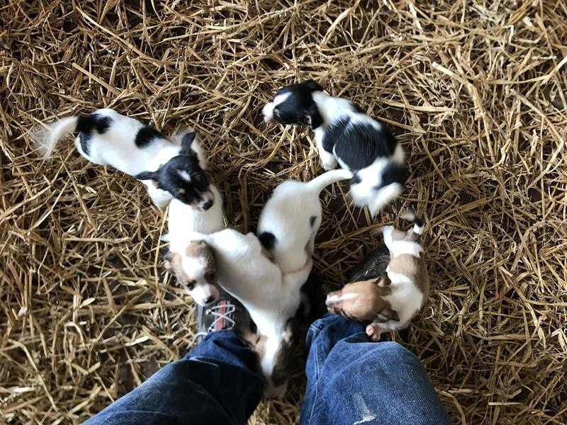 Jack Russell puppies boys and  girls